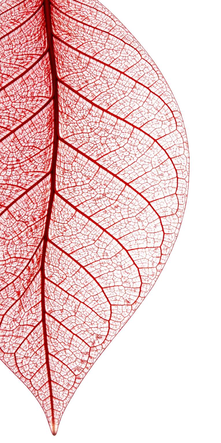 Leaf Vein Background
