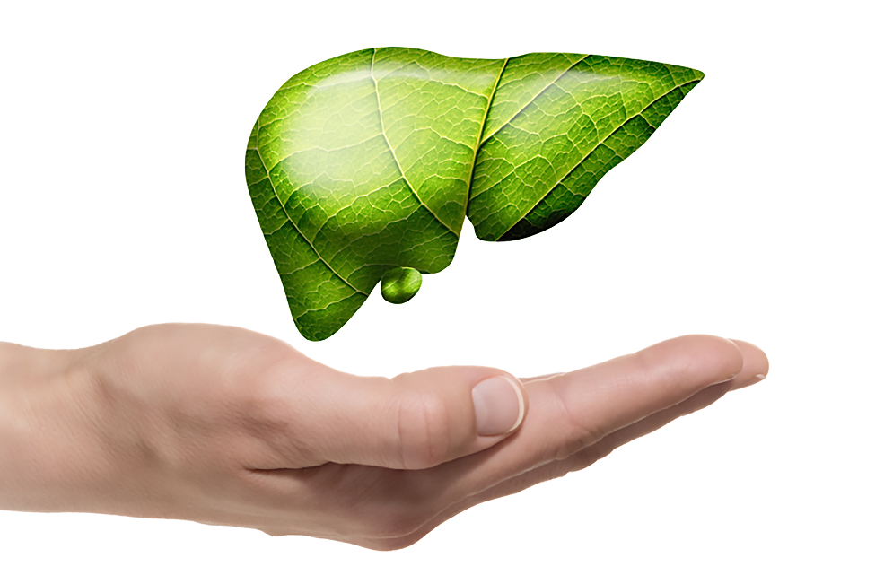 Liver