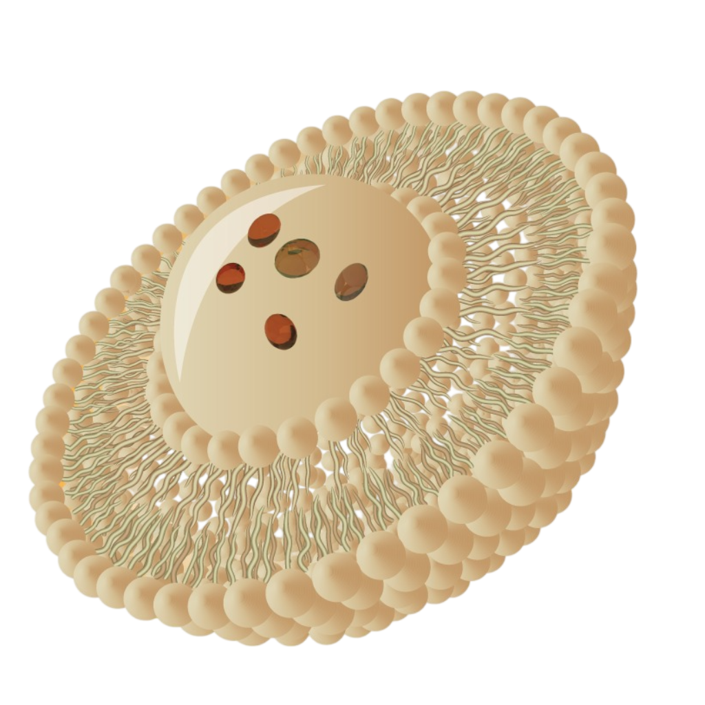 Liposomal Structure