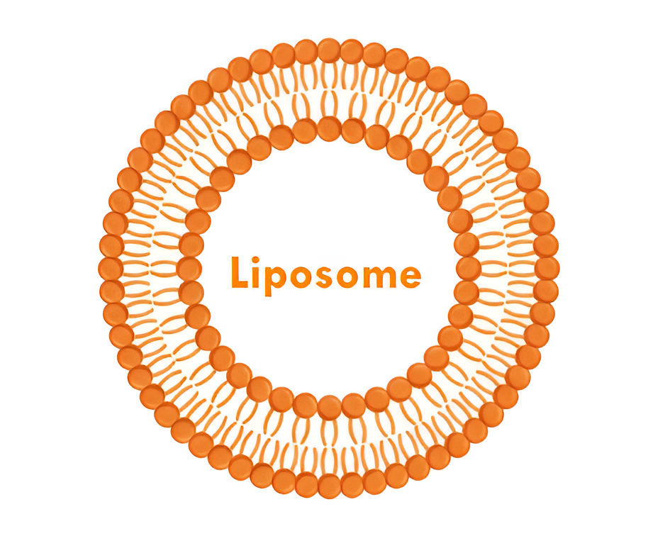Liposome structure diagram