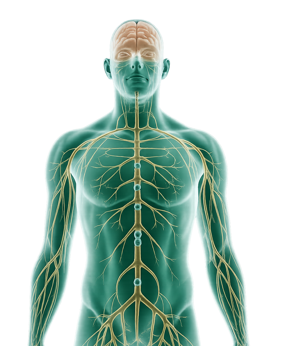 Human Anatomy