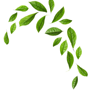 Green Leaves